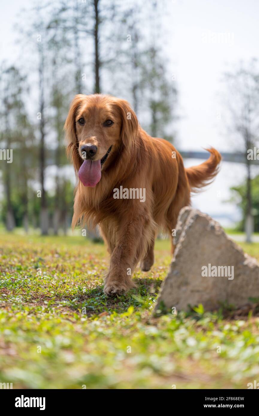 Golden Retriever walking in the grass Stock Photo - Alamy