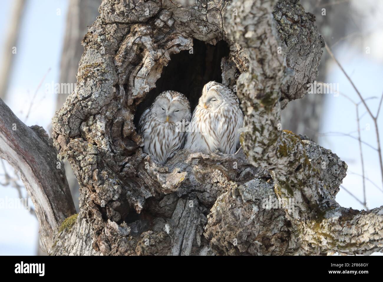Ural owl (Strix uralensis  japonica) couple in Hokkaido, North Japan Stock Photo