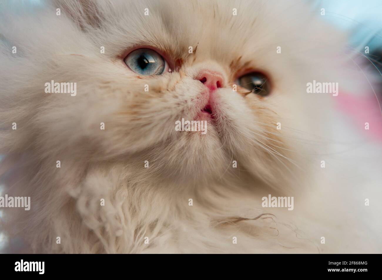 Selective focus shot of a cute white Persian cat with blue and green ...