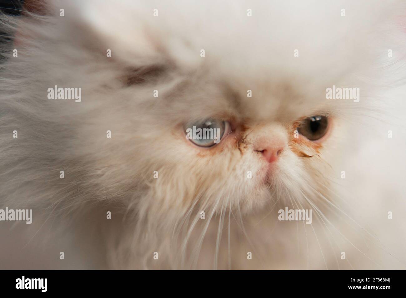 Selective focus shot of a cute white Persian cat with blue and green ...