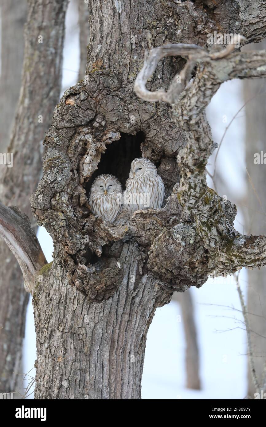 Ural owl (Strix uralensis  japonica) couple in Hokkaido, North Japan Stock Photo