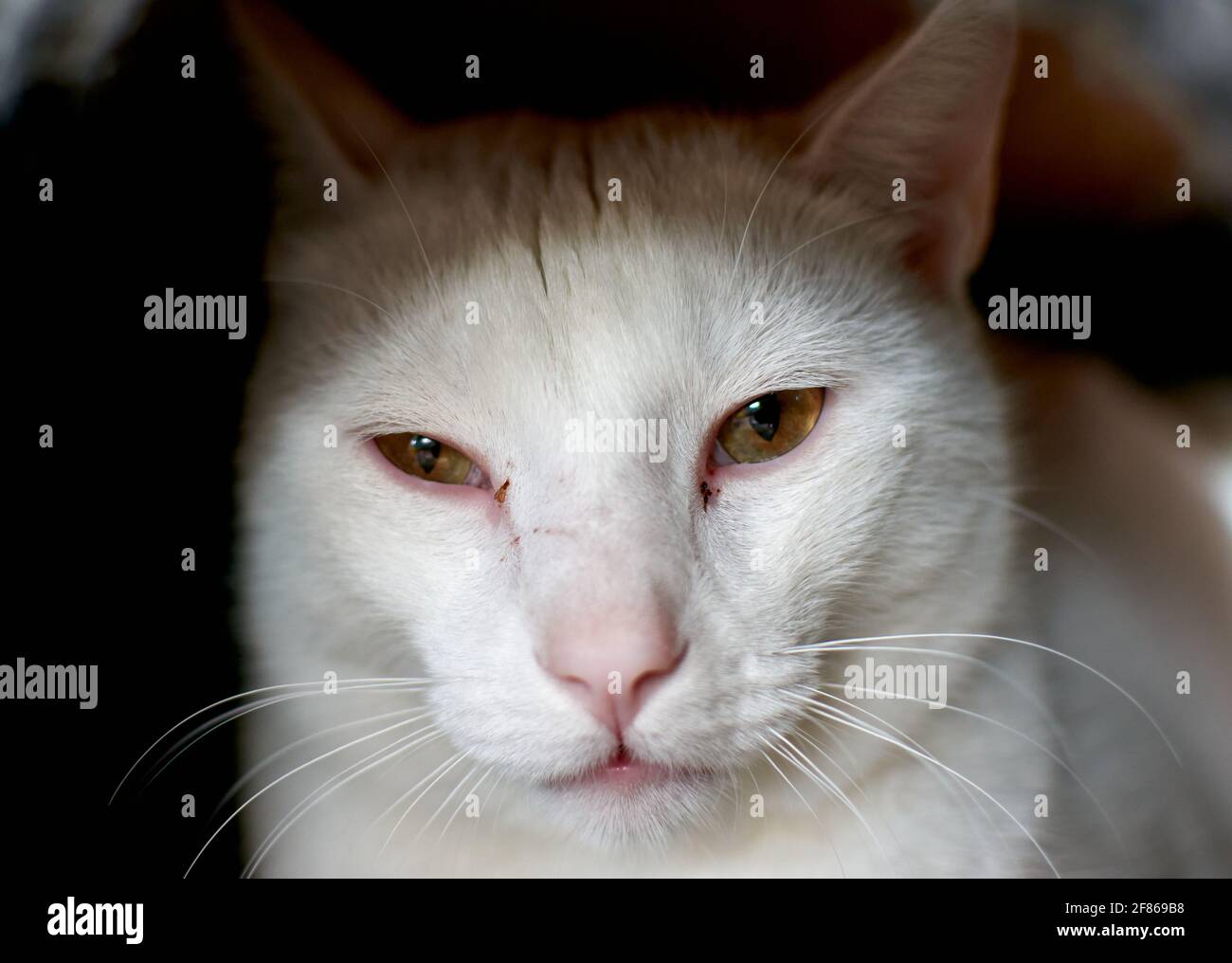 Selective focus shot of an adorable white cat with green eyes Stock ...