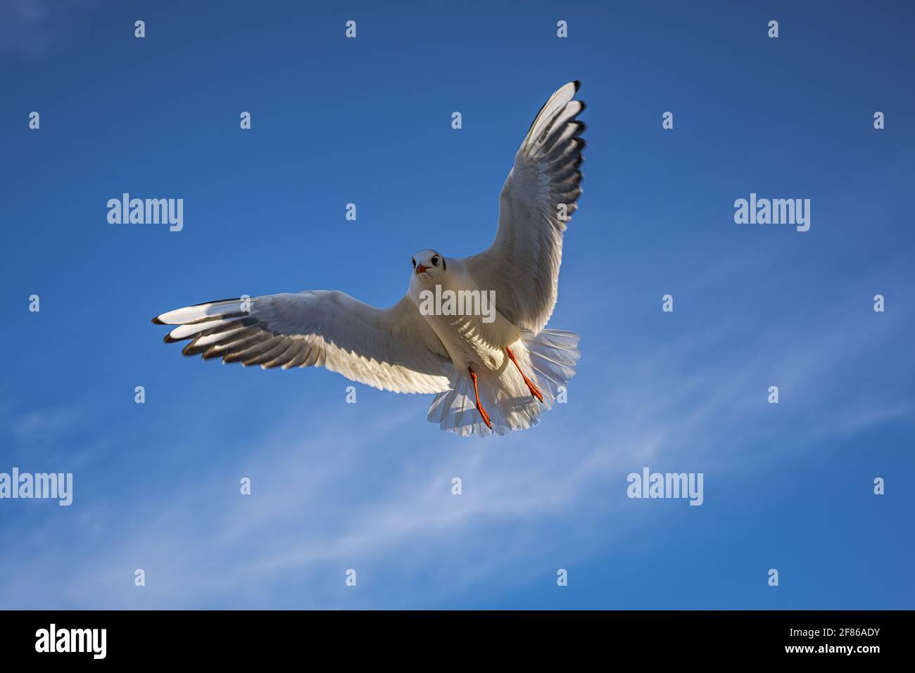 Seagull in the blue sky Stock Photo