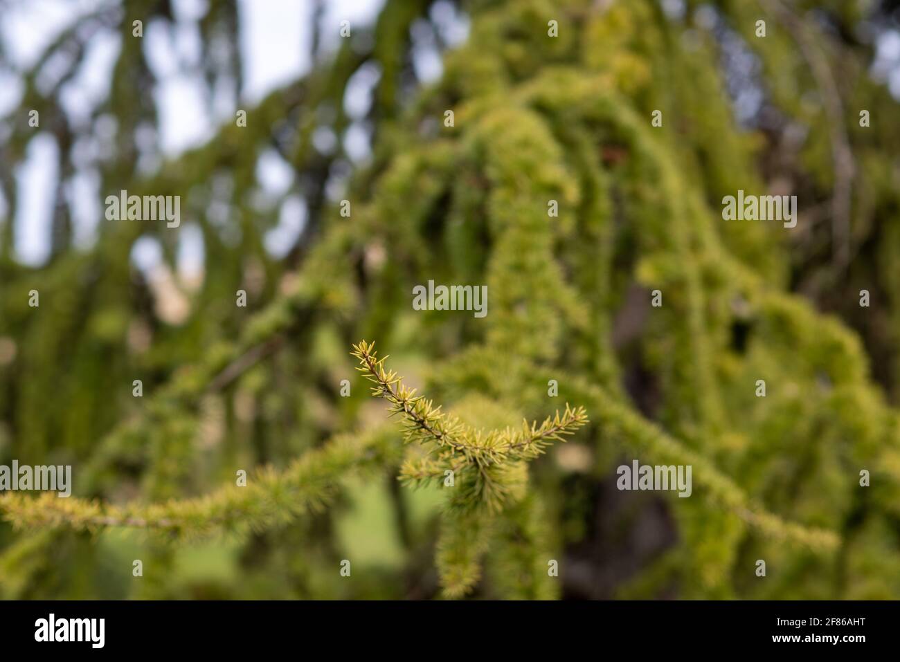 Selective focus shot of the branches of a green willow tree Stock Photo ...