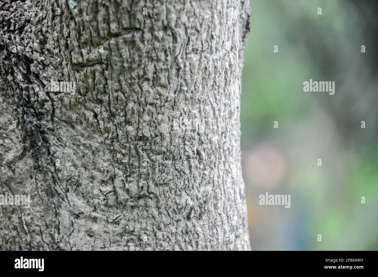 Wood grain up close Stock Photo Alamy