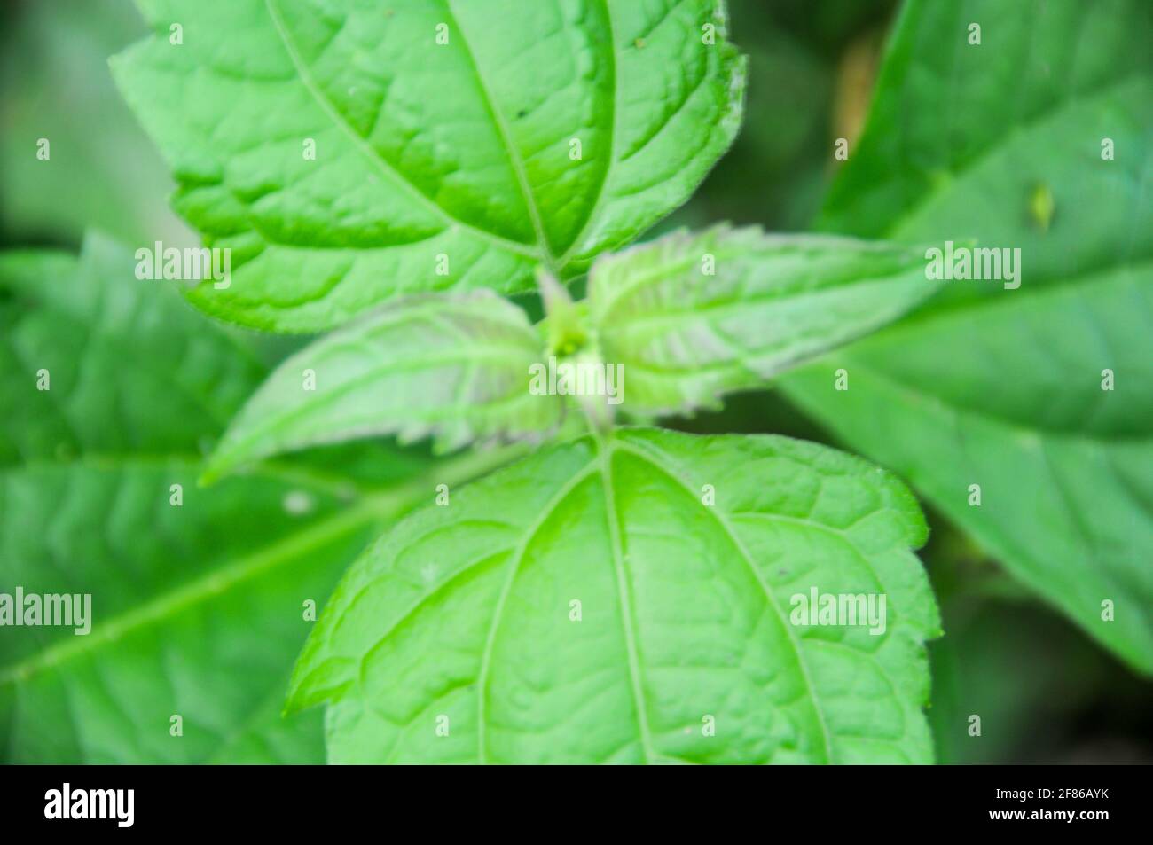 Herbal plants typical of the tropics for wound medicine Stock Photo Alamy
