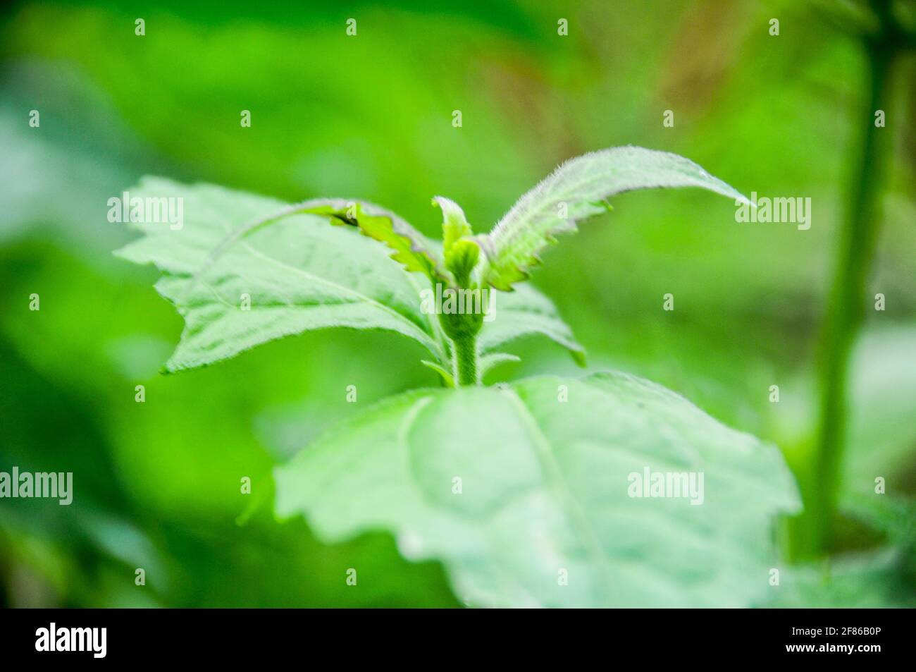 Herbal plants typical of the tropics for wound medicine Stock Photo Alamy