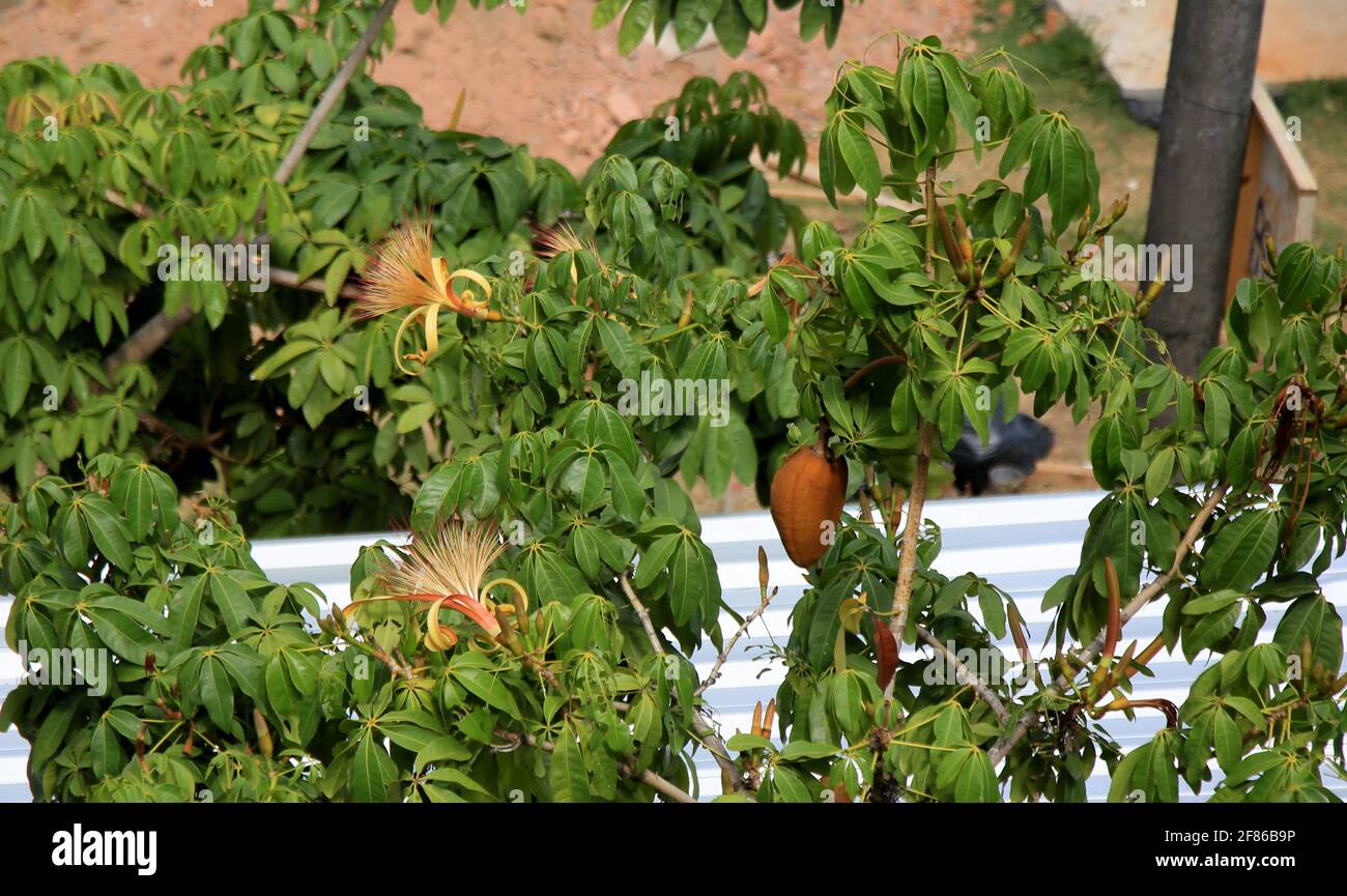 salvador, bahia, brazil - january 6, 2021: monguba fruit (Pachira aquatica Aubl.), popularly known as munguba, castanhola, chestnut-of-maranhao, cocoa Stock Photo