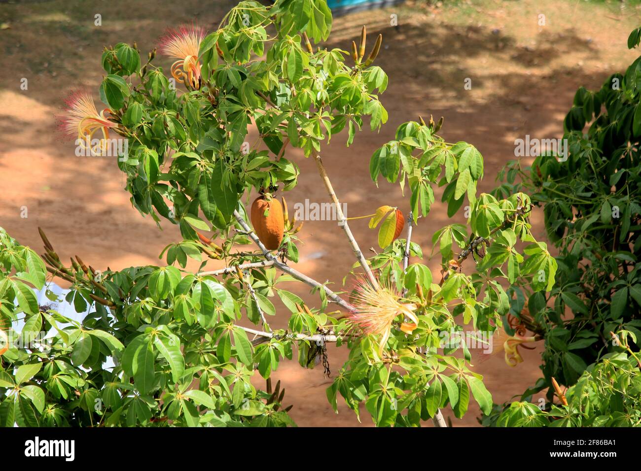 salvador, bahia, brazil - january 6, 2021: monguba fruit (Pachira aquatica Aubl.), popularly known as munguba, castanhola, chestnut-of-maranhao, cocoa Stock Photo