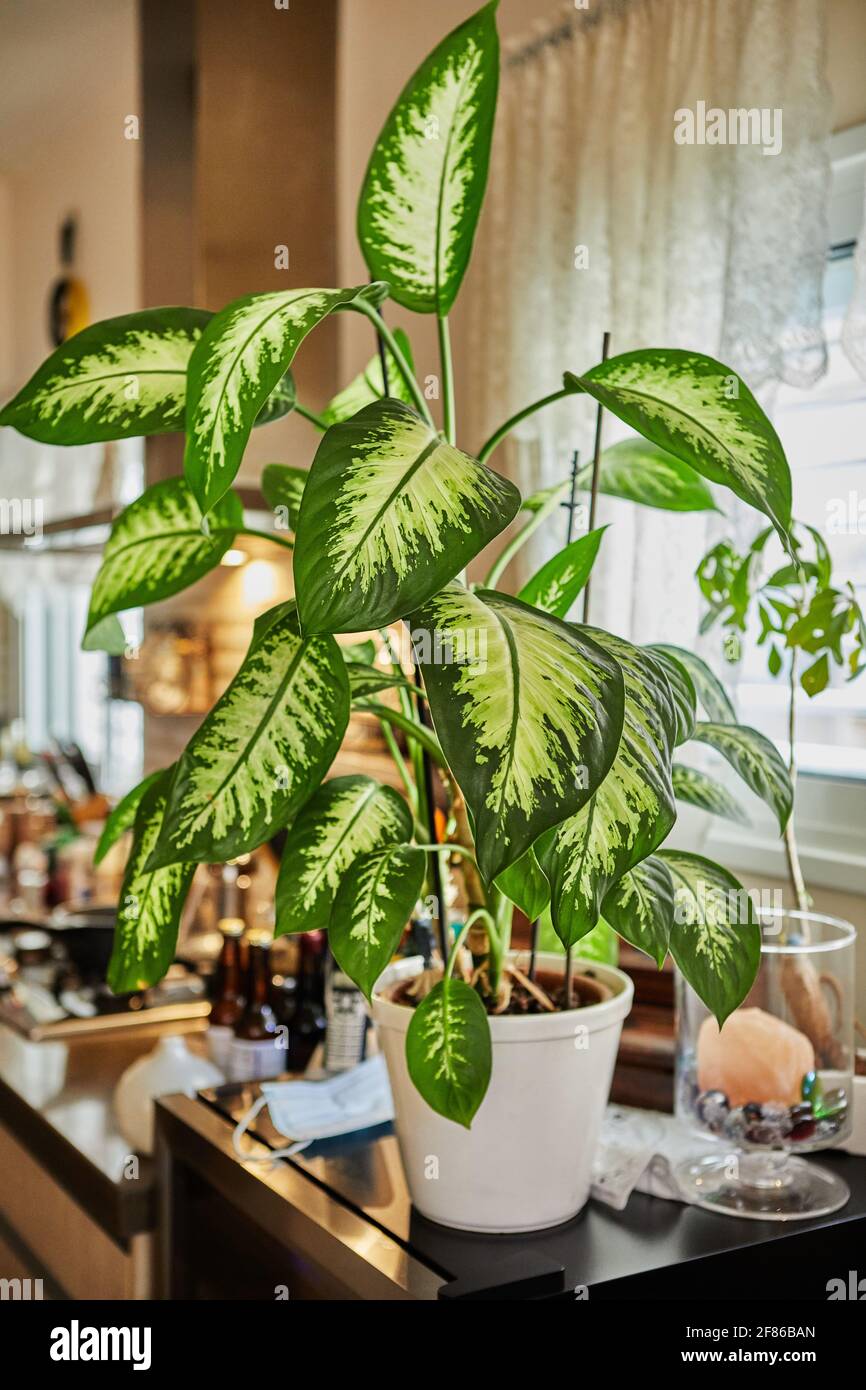 rubber plants indoor Rubber Plant | Ficus Elastica