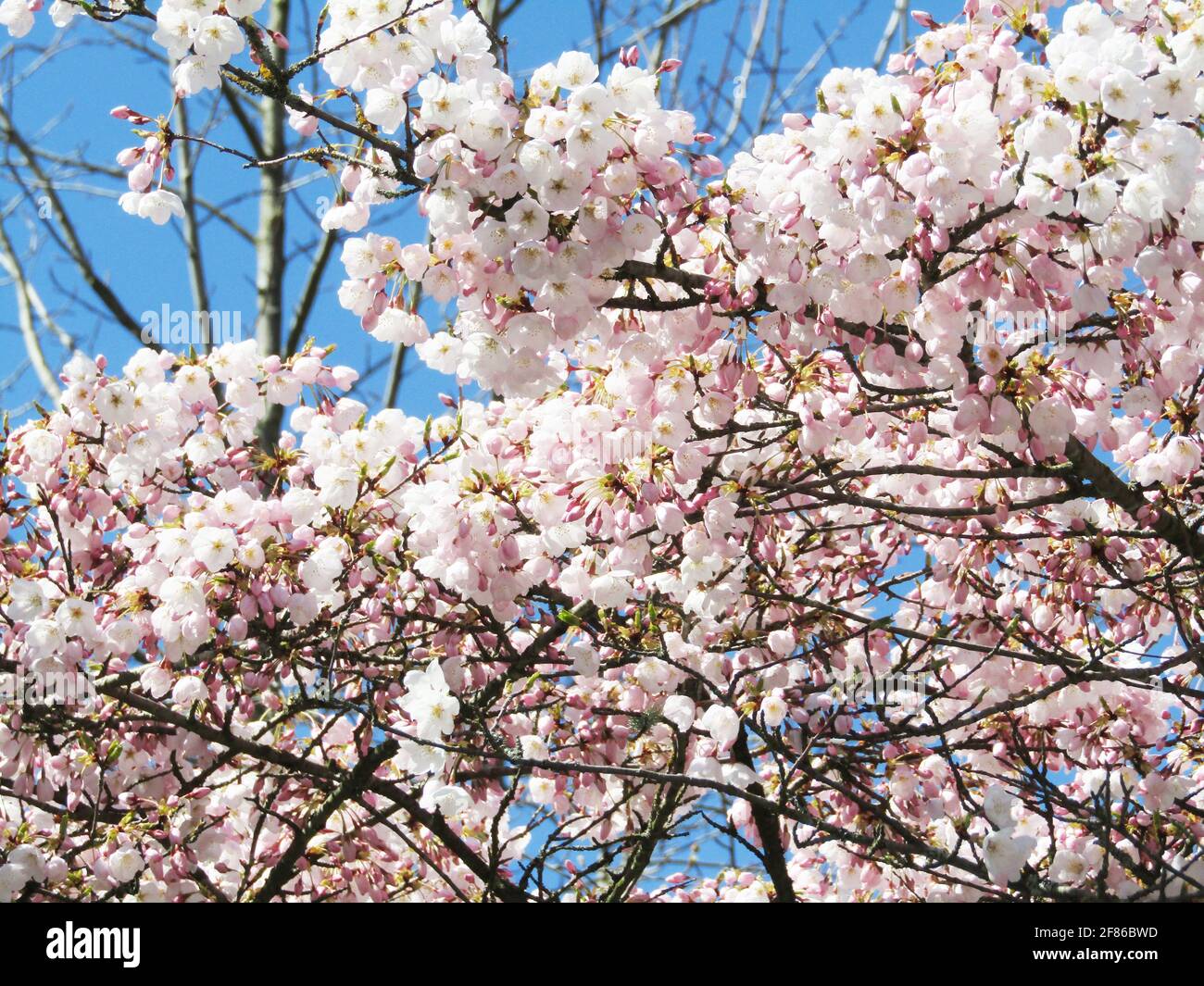 Elizabeth park garden High Resolution Stock Photography and Images Alamy