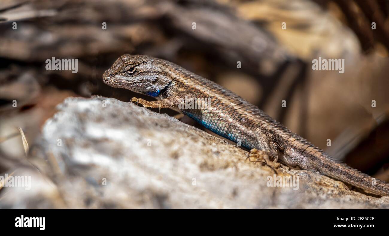 A desert lizard perched on a rock in Rio Grande Nature Center State Park, Albuquerque, New Mexico Stock Photo