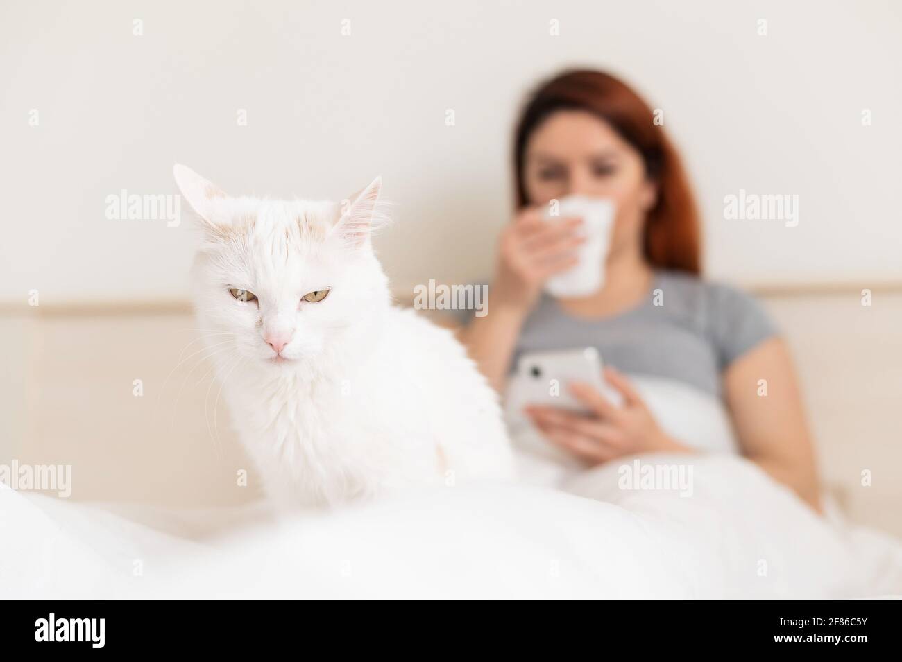 A woman suffering from an attack of an allergy blows her nose in her nose raft. White cat in the