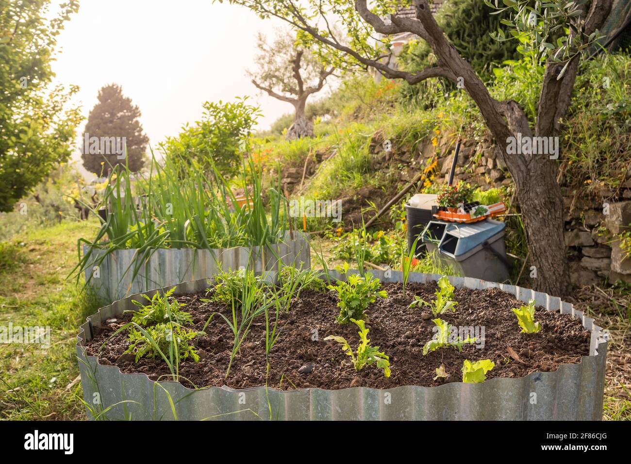 Salad greens and vegetable plants growing in raised garden beds in organic farm Stock Photo