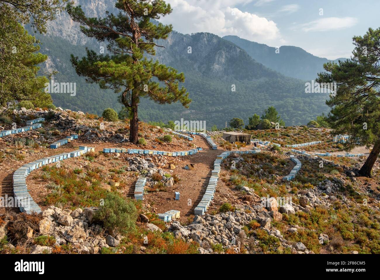 Apiary with many bee hives in a row in mountains in Turkey Stock Photo