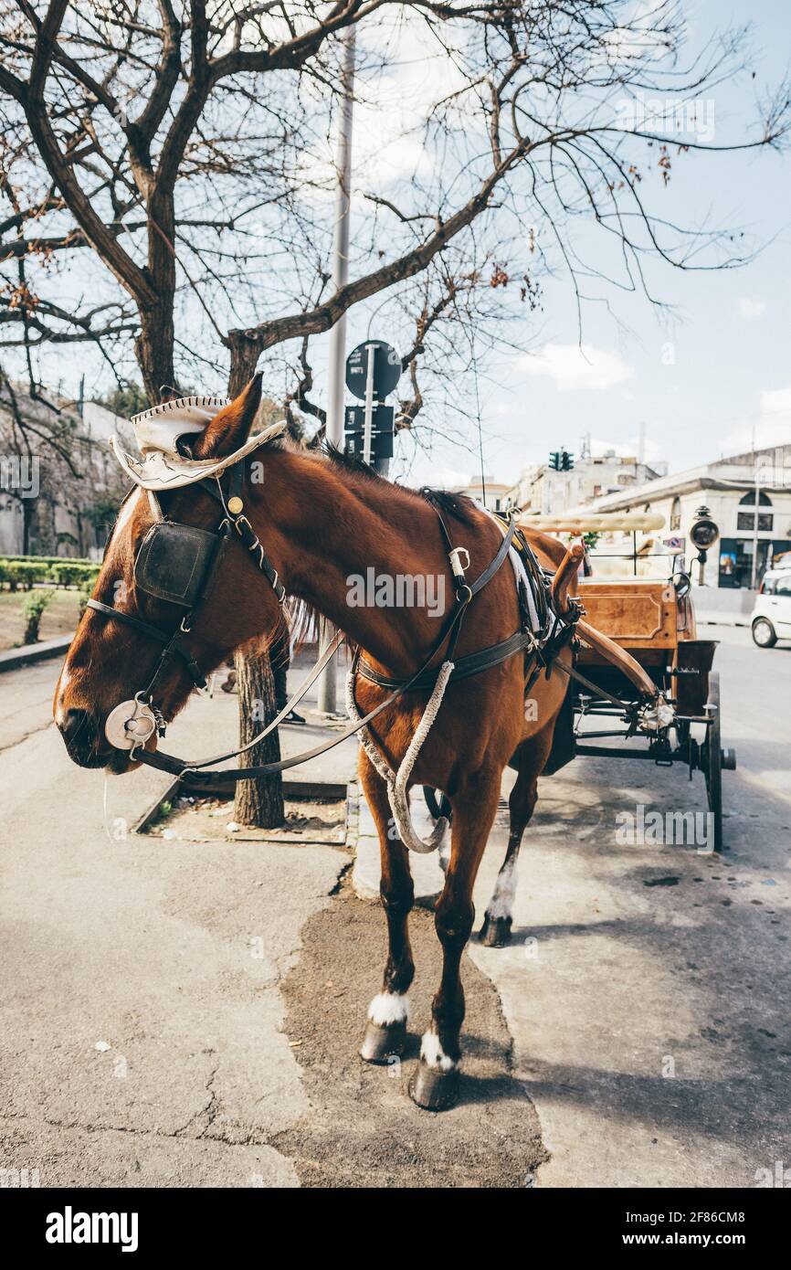Palermitan horse cart with white hat in Palermo old town, Sicily, Italy. Stock Photo