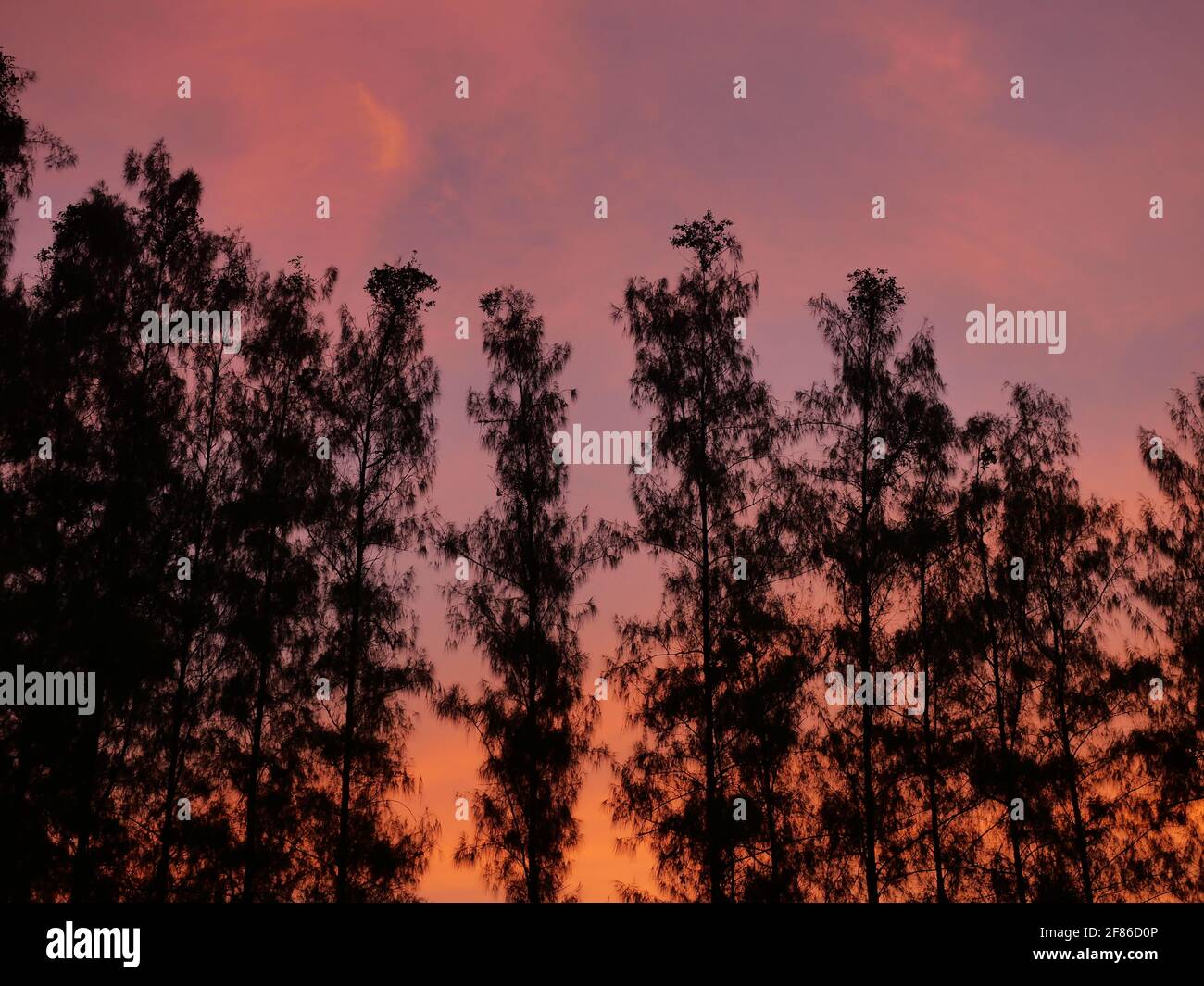 Cloud and blue sky in magic hour at sunrise, The horizon began to turn orange with purple and pink cloud at night, Silhouette of pine trees Stock Photo