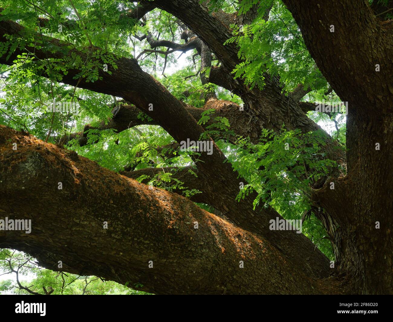 Monkey pod tree hires stock photography and images Alamy