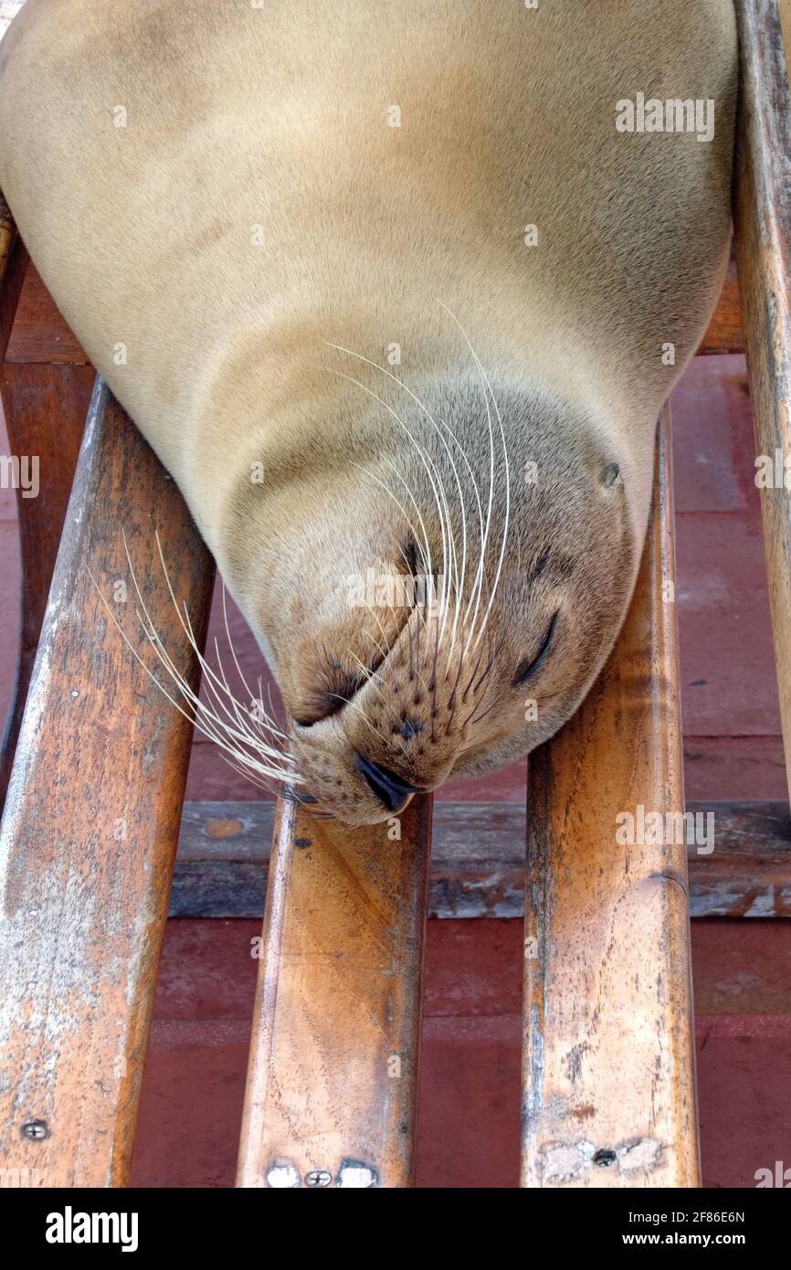 Sea lion lying on a bench on the pier at Puerto Ayora, Santa Cruz Island, Galapagos, Ecuador Stock Photo