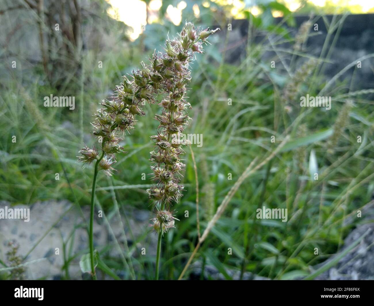 salvador, bahia, brazil - december 7, 2020: cenchrus echinatus plant popularly known as carrapicho, is seen in a garden in the city of Salvador. *** L Stock Photo