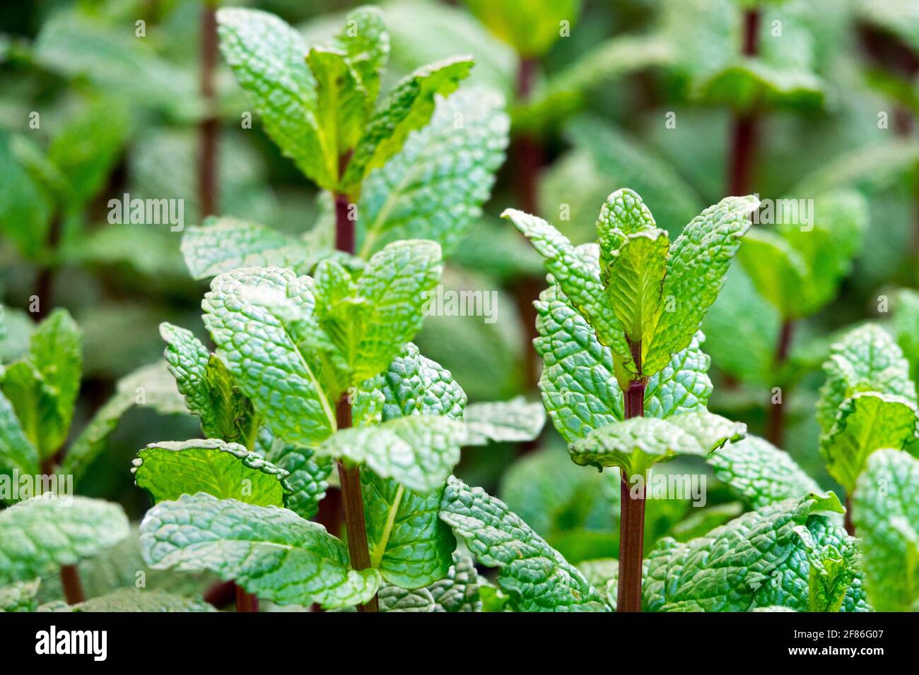 Mentha spicata Culinary Herb Spearmint Common Mint Growing in Garden Mint Closeup Fresh New Leaves Herbs English Mint Mentha cordifolia Lamb Mint Herb Stock Photo