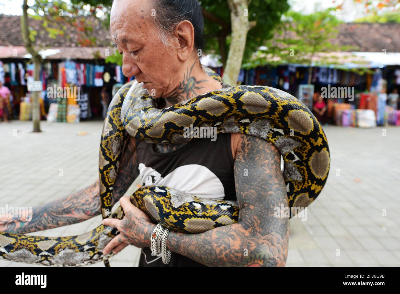 A tattooed Balinese man with his python wrapped around his body Stock ...