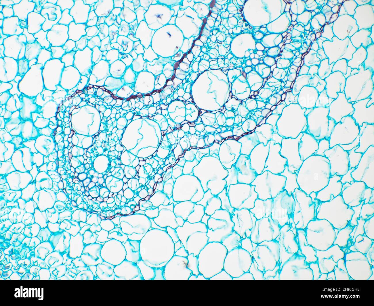 Fern stem cross-section under the microscope, horizontal field of view is about 0.85mm Stock Photo