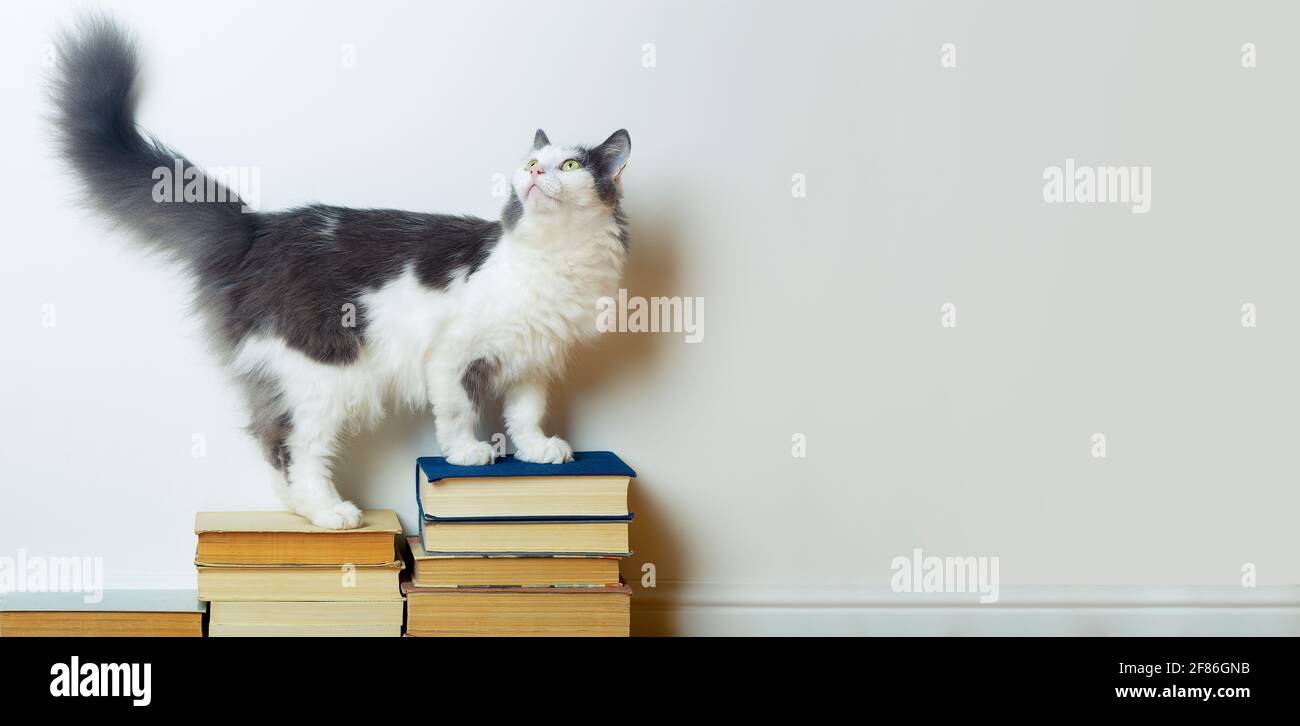 Home education and study concept. Funny domestic cat sits on books ...