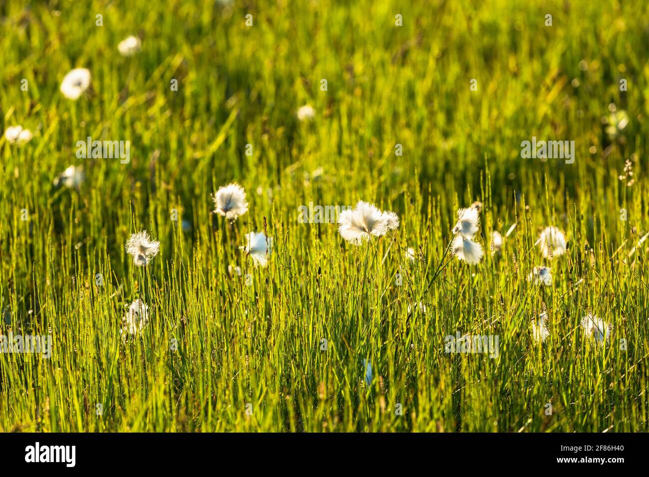 Cotton grass in a meadow in backlight Stock Photo - Alamy