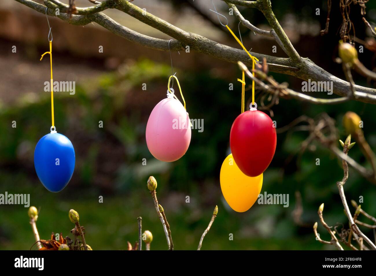 Hanging Easter eggs on rhododendron in garden Stock Photo