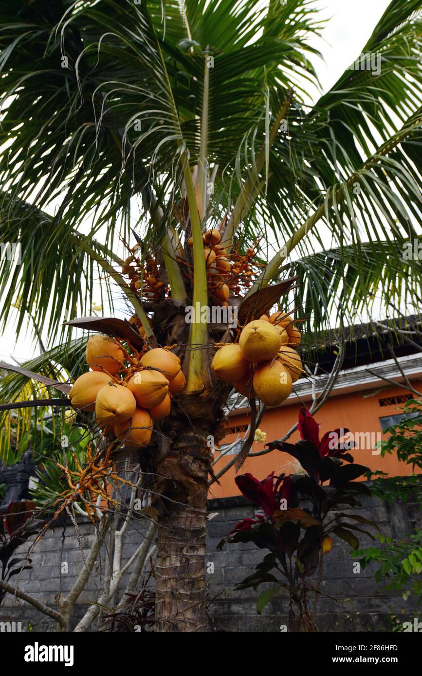 Golden coconuts hires stock photography and images Alamy