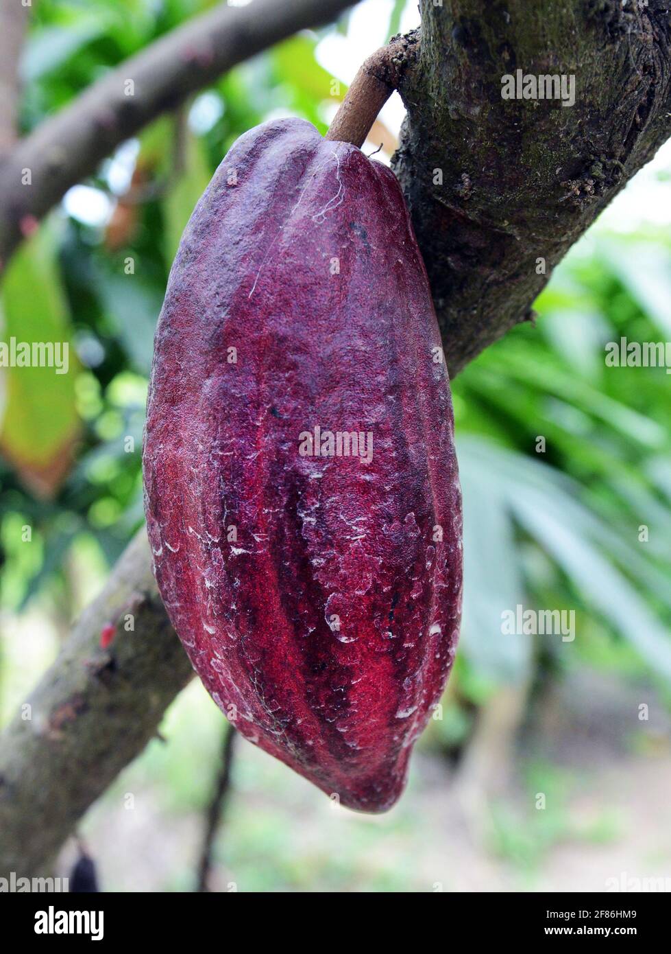 Cacao tree with a ripe fruit on it Stock Photo Alamy
