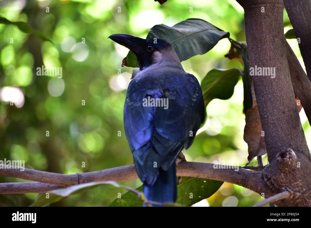 Closeup of an Indian house crow sitting on the branch in jnu campus Stock Photo