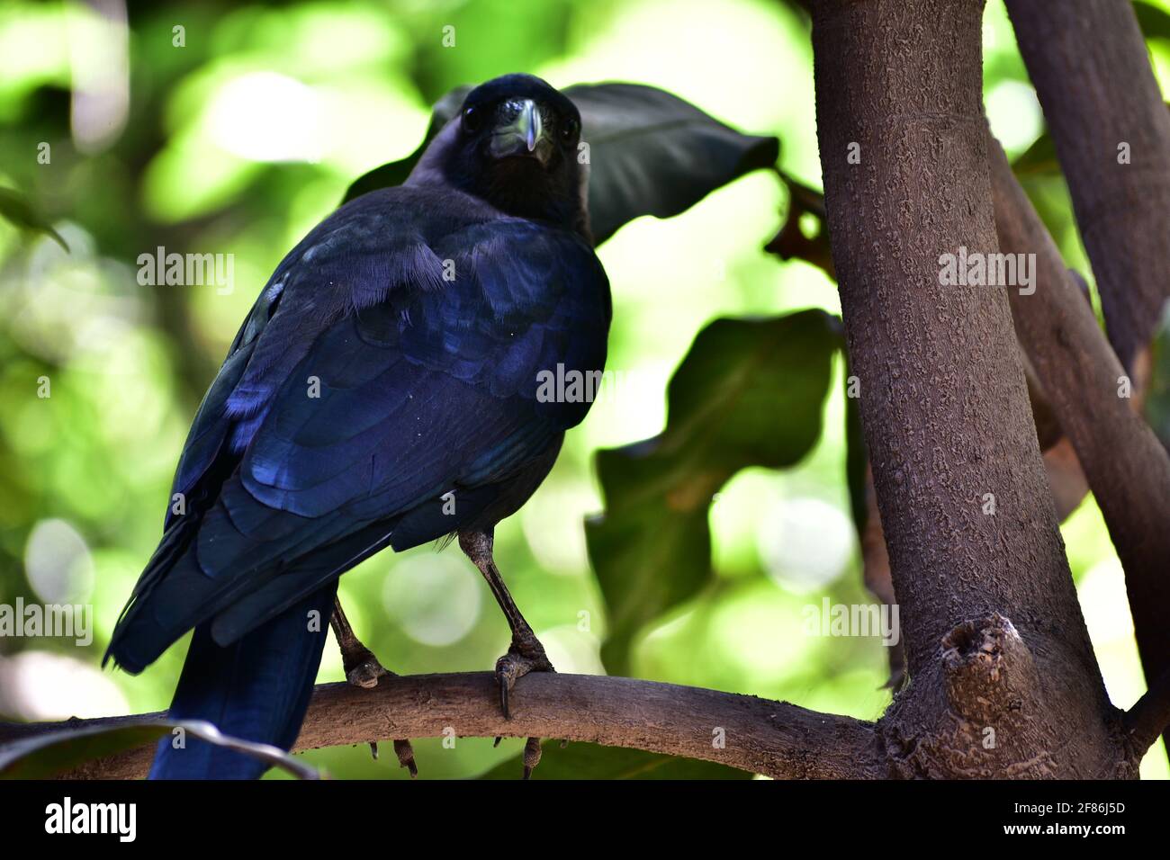 Closeup of an Indian house crow sitting on the branch in jnu campus Stock Photo