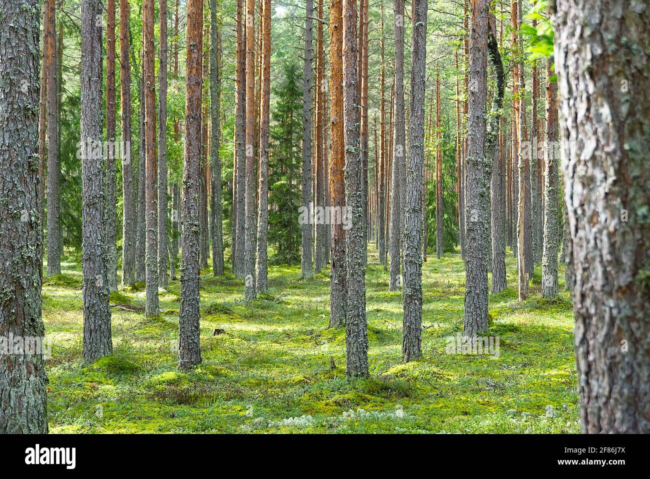 Pine forest. beautiful spring Pine forest in Estonia Stock Photo