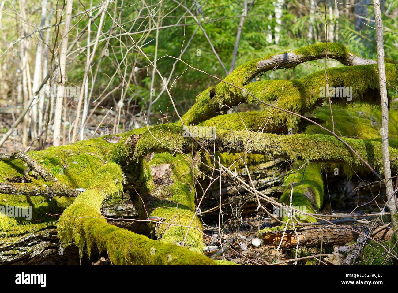 Fallen old trees covered with green moss in the spring forest Stock Photo