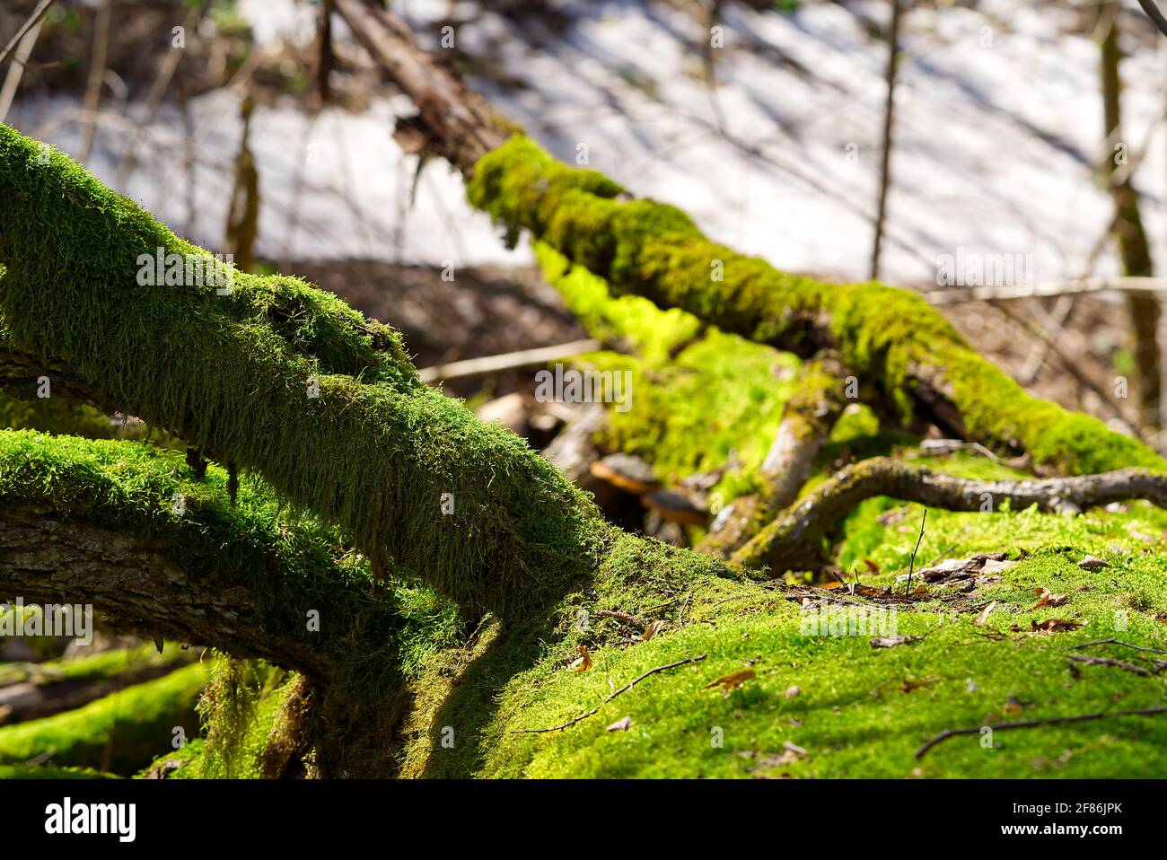 Fallen old trees covered with green moss in the spring forest Stock Photo