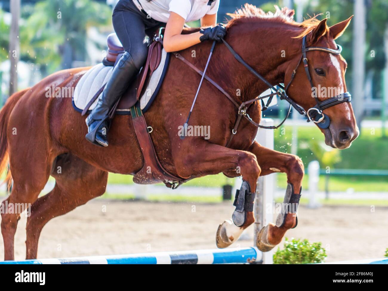 Person Riding House Person riding a horse during a horse race Stock Photo - Alamy