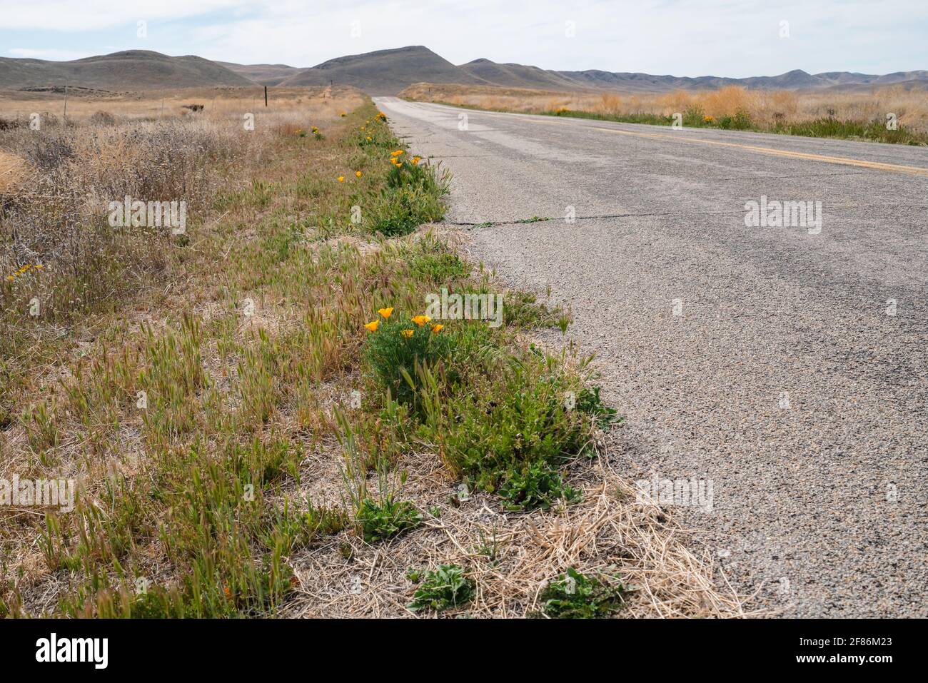 Empty road throug desert, and California golden poppies by the roadside, Carrizo Plain in southeastern San Luis Obispo County, California. Stock Photo