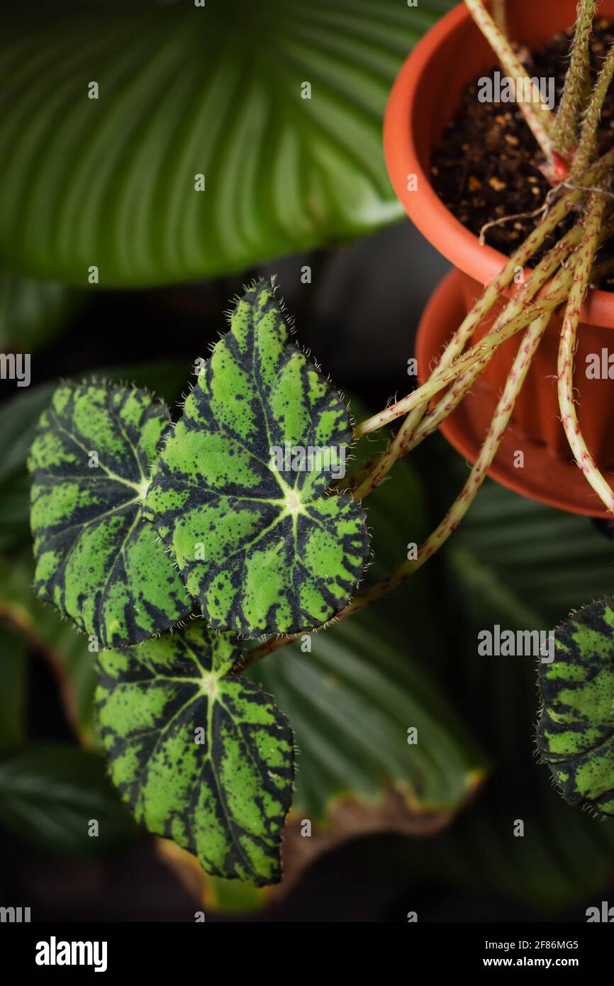 Decorations Real Begonia Leaves Composition Tropical Botanical. Concept Nature Ideas. Home gardening houseplant. Abstract green dark texture. Minimal style interior. Stock Photo