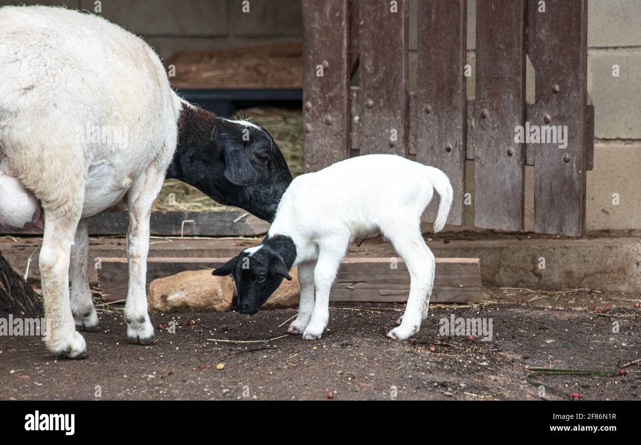 Mother sheep with her lamb on a farm Stock Photo - Alamy