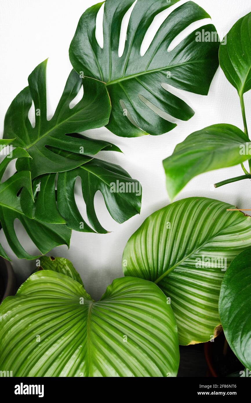 calathea white fusion standort Calathea White Fusion (2–4 inch plant) – Coollective Plants