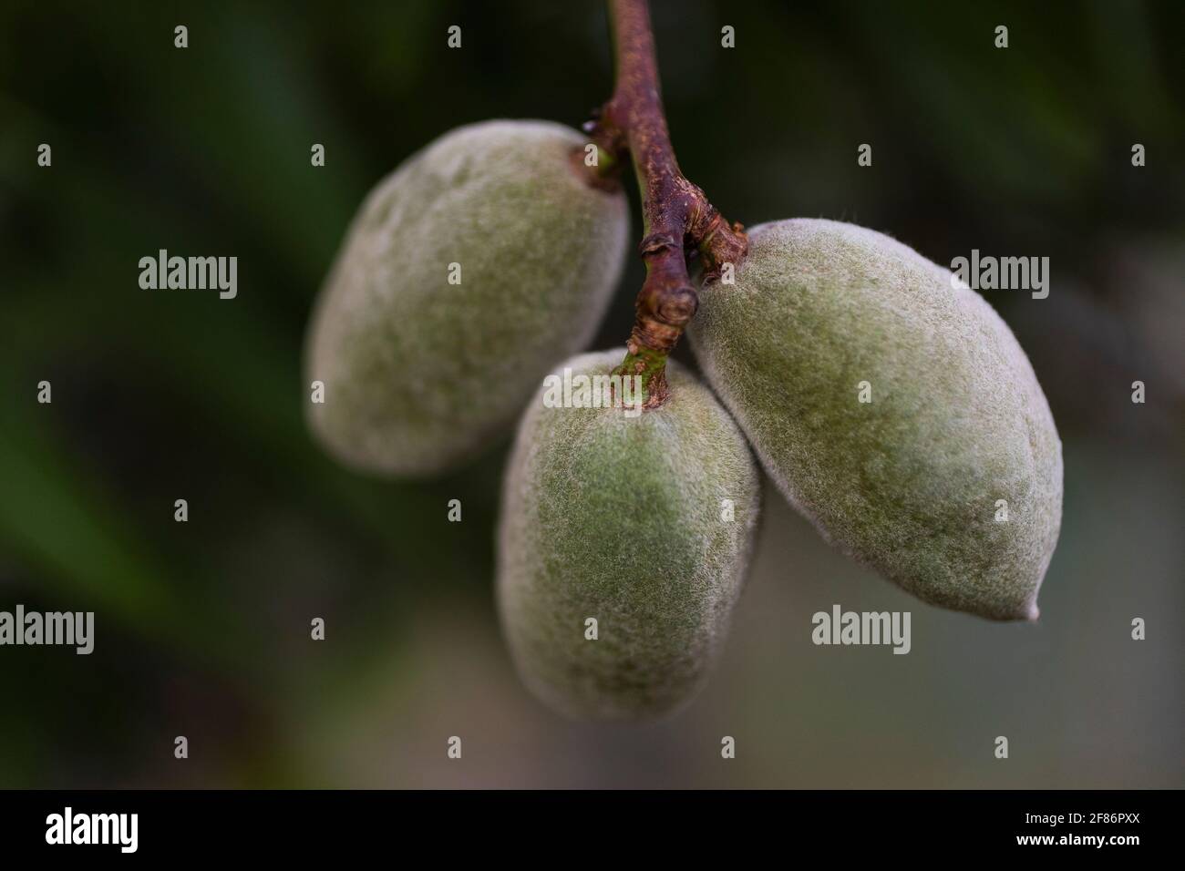 Close up almonds growing on branch Stock Photo