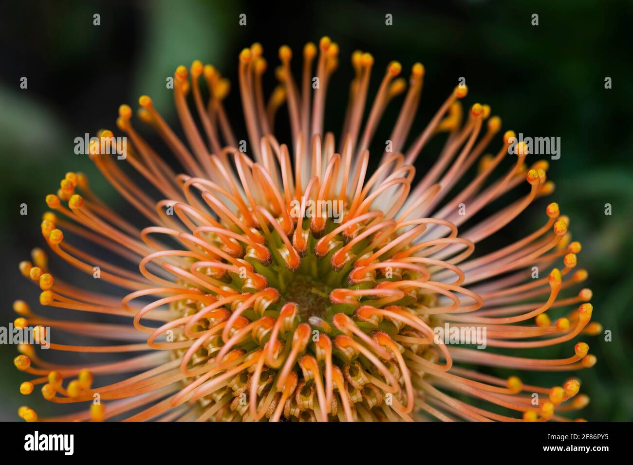 Extreme close up spiny orange pincushion flower Stock Photo