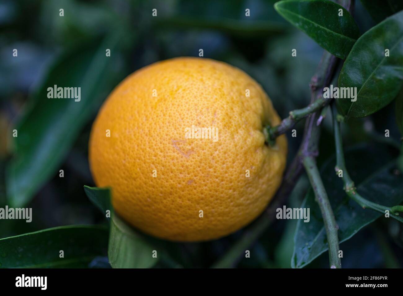 Close up orange growing on branch Stock Photo