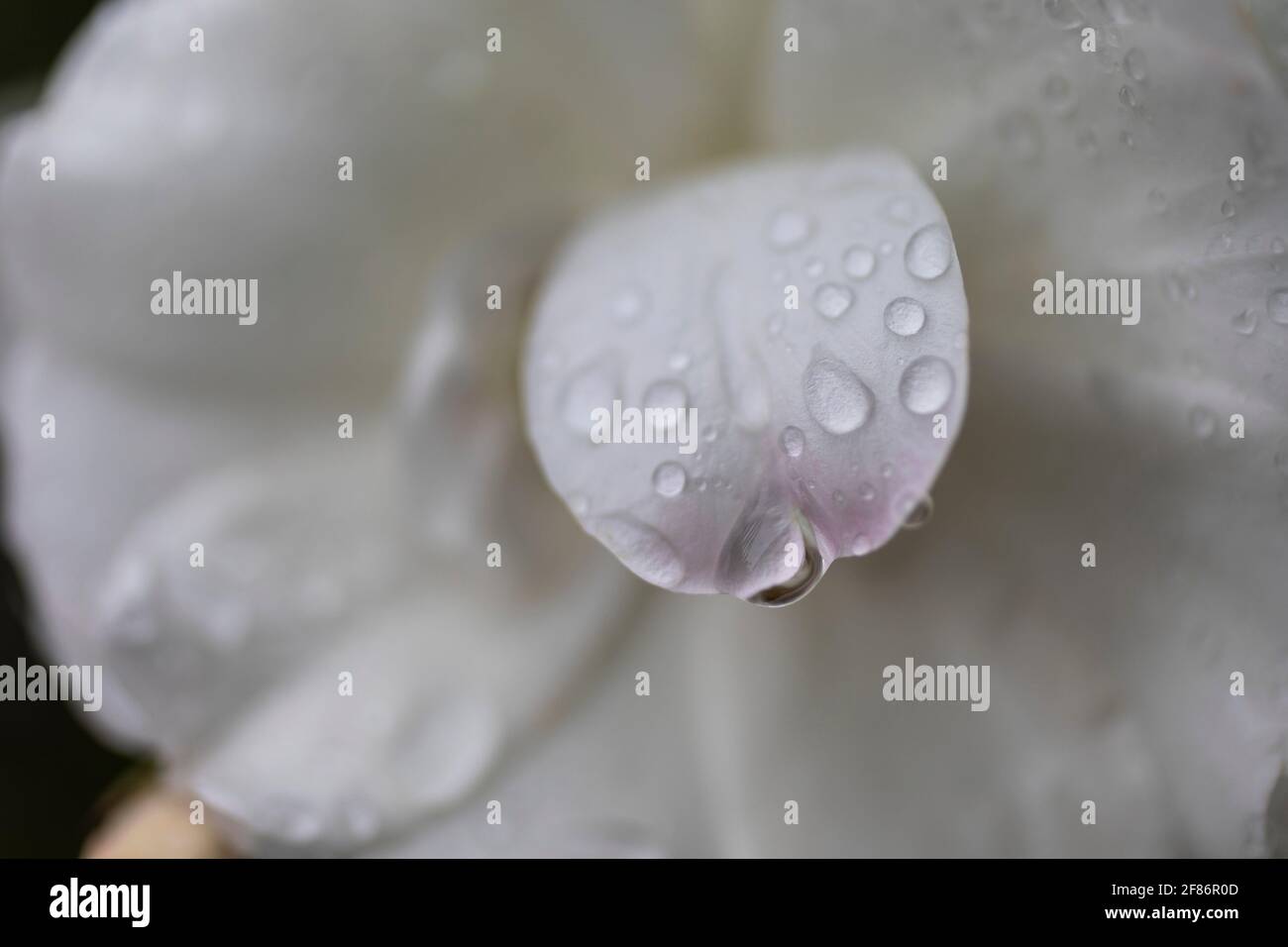 Close up fresh raindrops on white flower petal Stock Photo