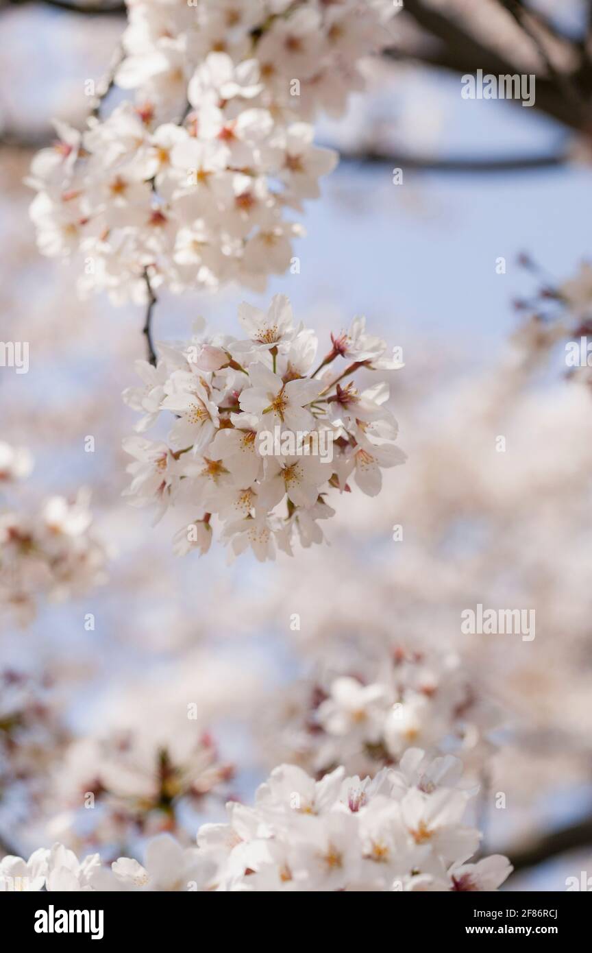 Close up beautiful delicate white cherry blossoms Stock Photo