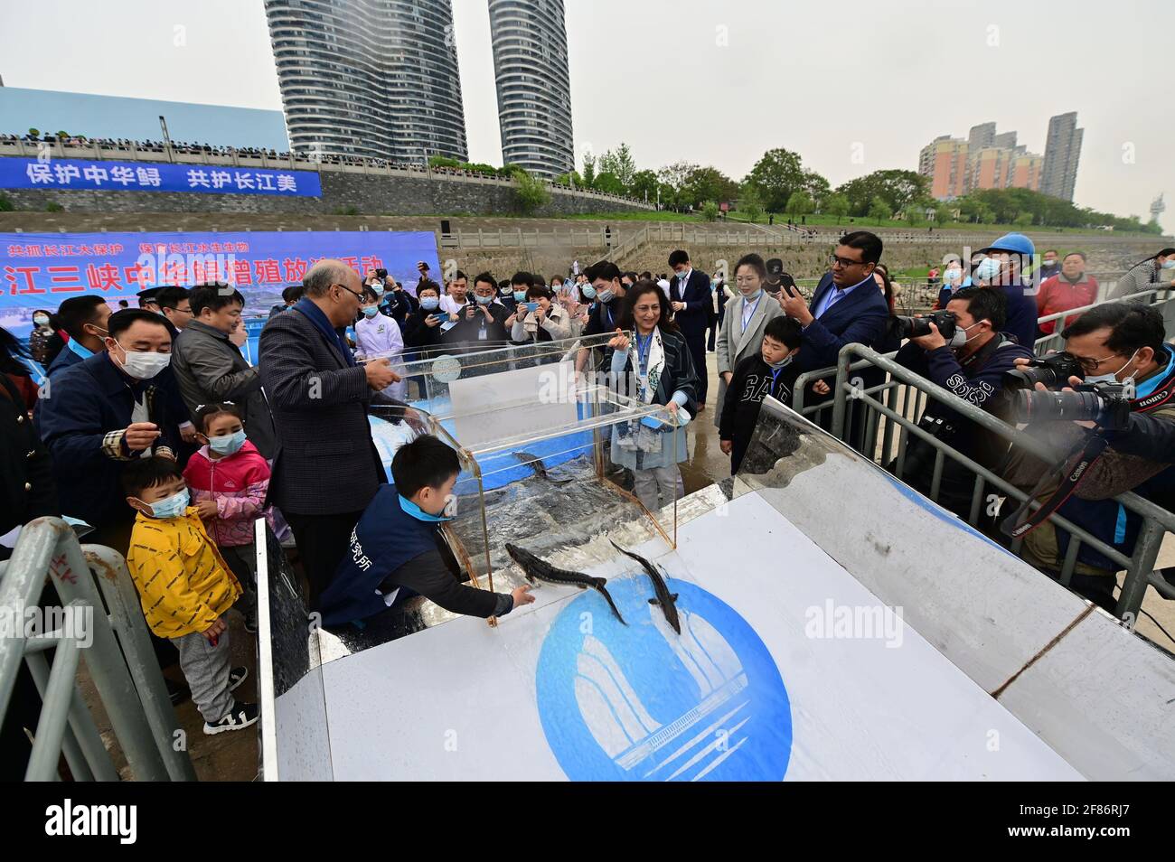 Yichang, China. 10th Apr, 2021. 10000 Chinese sturgeons go back to the Yangtze river in Yichang, Hubei, China on 10th April, 2021.(Photo by TPG/cnsphotos) Credit: TopPhoto/Alamy Live News Stock Photo