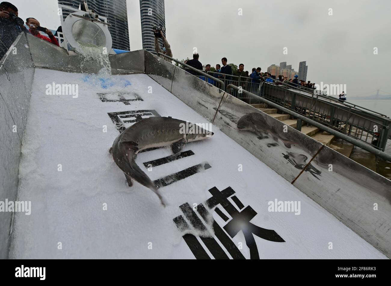 Yichang, China. 10th Apr, 2021. 10000 Chinese sturgeons go back to the Yangtze river in Yichang, Hubei, China on 10th April, 2021.(Photo by TPG/cnsphotos) Credit: TopPhoto/Alamy Live News Stock Photo