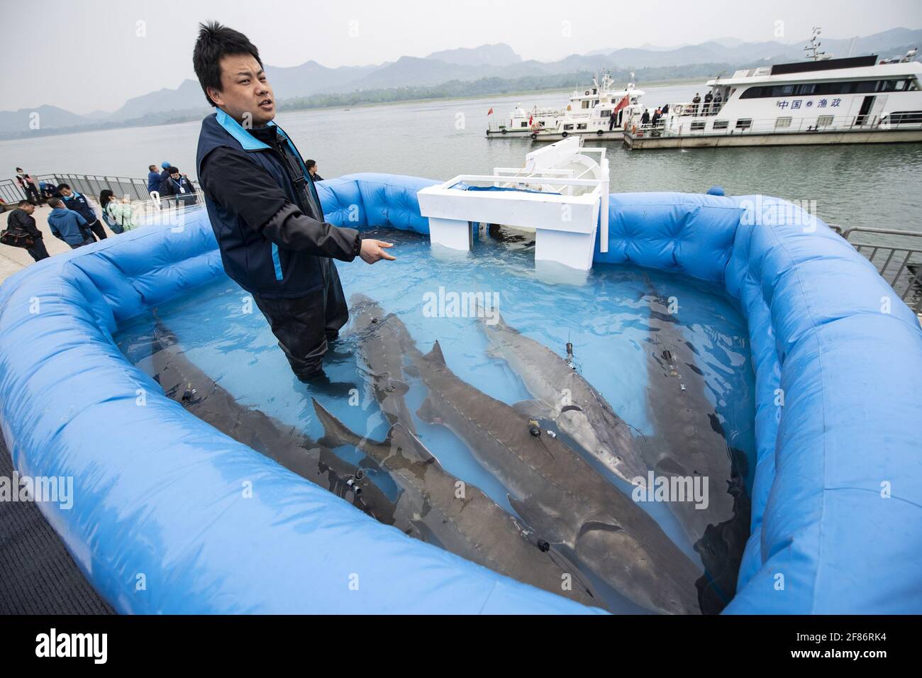 Yichang, China. 10th Apr, 2021. 10000 Chinese sturgeons go back to the Yangtze river in Yichang, Hubei, China on 10th April, 2021.(Photo by TPG/cnsphotos) Credit: TopPhoto/Alamy Live News Stock Photo